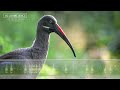 Hadada Ibis Call &amp; Sounds - Loud, raucous calls of the Hadeda Ibis