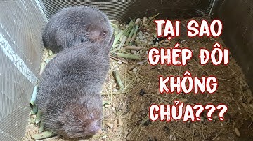 Tình Trạng Ổ Mẹ Con Dúi Mới Nuôi • Tại Sao Ghép Đôi Dúi Sinh Sản Lại Không Mang Thai