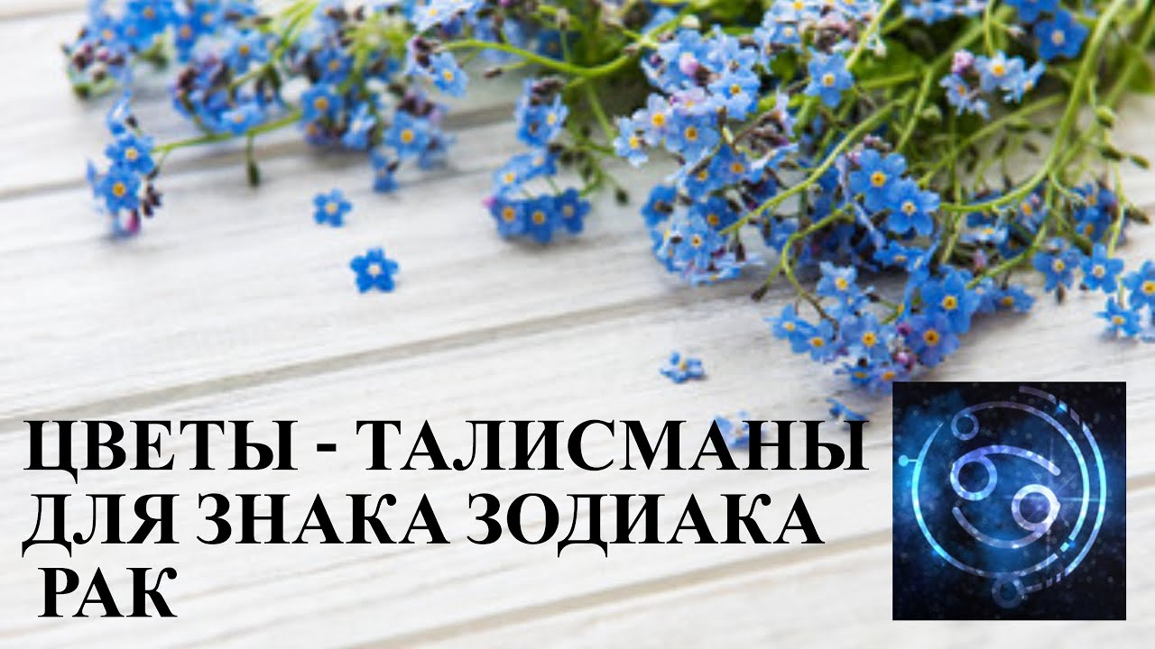 ЦВЕТЫ-ТАЛИСМАНЫ ДЛЯ ЗНАКА ЗОДИАКА РАК.