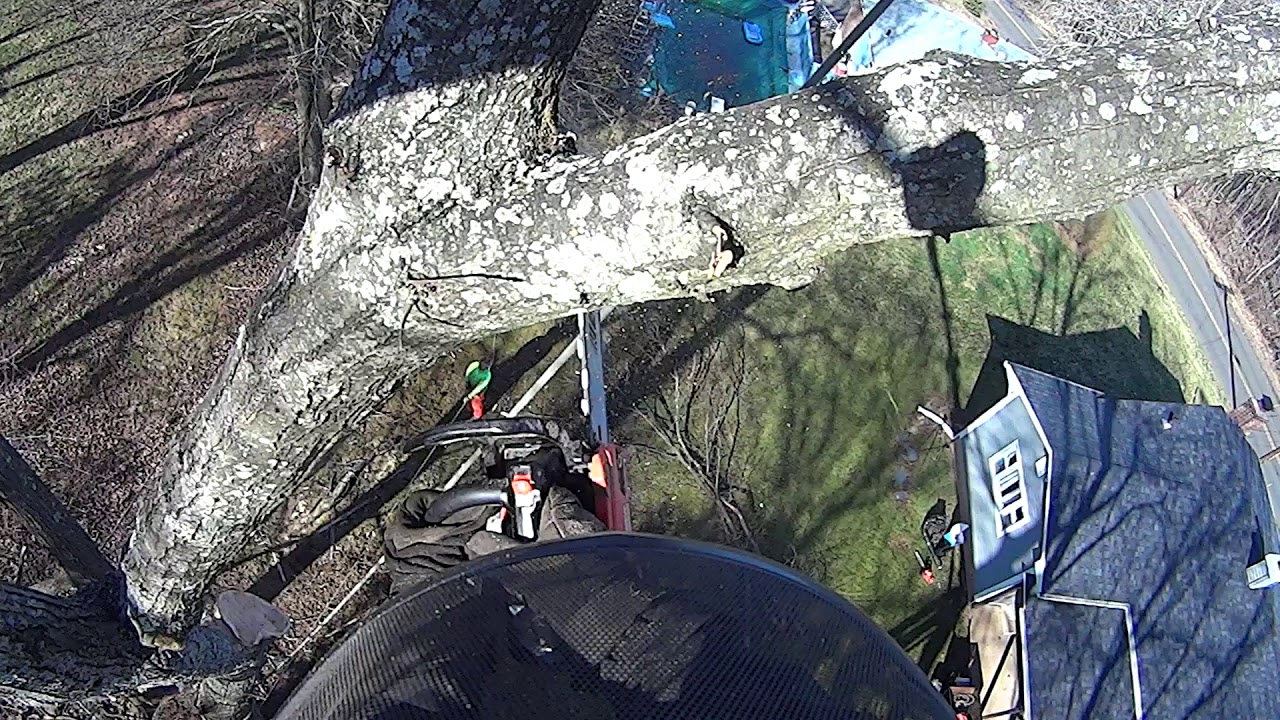 lowering oak limb - YouTube