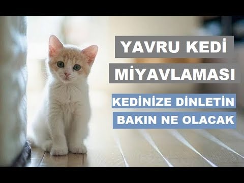 Yavru Kedi Sesi - Kedi Çağırma Sesi