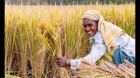 Introducing agronomy