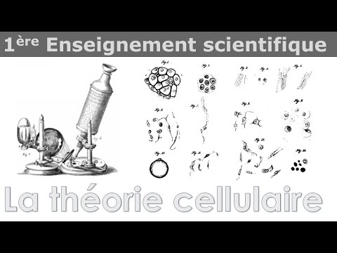 Vidéo: Quels sont les 4 points de la théorie cellulaire ?