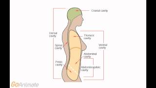 Anatomy and Physiology: Body Cavities (v2.0)