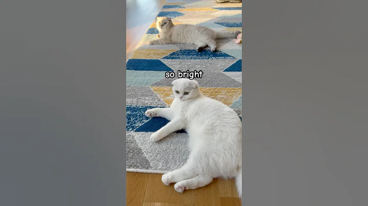 Video 10449421: scottish fold girl, scottishfold, cat