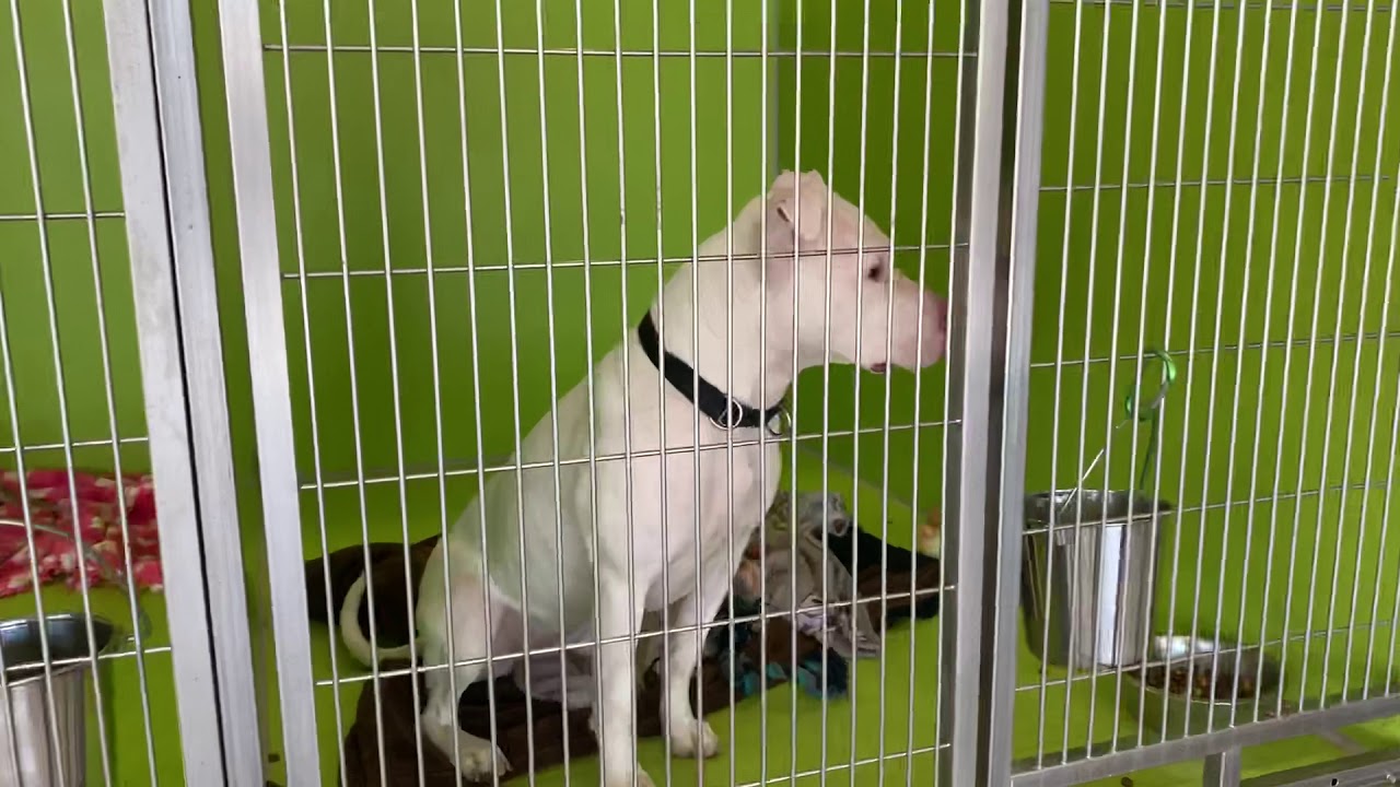 Adopt These Dogs from KC Pet Project YouTube