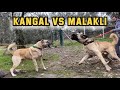 KANGAL vs MALAKLI , ANADOLU ÇOBAN KÖPEĞİ | HEPSİ KRAL BENİM DEDİ !