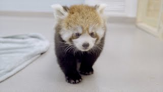 GSC Babies born in 2023!
See footage of our baby freshwater stingray, Pygmy hippo, binturongs and red pandas, all born at the Greensboro Science Center in 2023.
http://greensboroscience.org GSC Babies born in 2023!