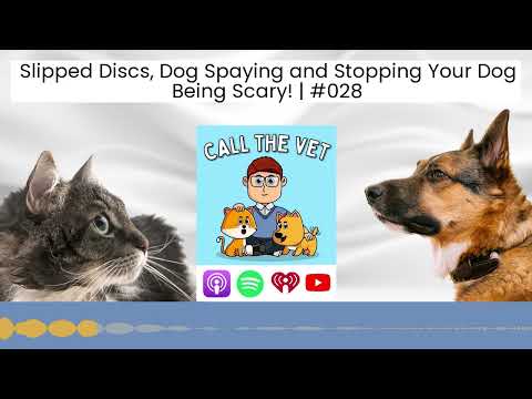 Slipped Discs, Dog Spaying and Stopping Your Dog Being Scary! | #028