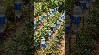 Plastic bottles are reused for smart watering | Slow drips keep the tomato plants hydrated