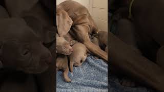 Clean time for Weimaraner puppies 🐶 #ASMR