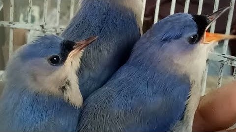 Suara burung rambatan paruh merah