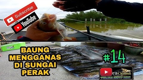 Baung Mengganas Di Sungai Perak,Teluk Intan