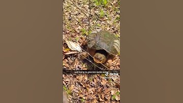 🤣😂🐢 just trying to give bro some water (turtle meme) #turtle  #funny  #memes  #funnyvideos #viral