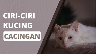 Download Lagu Ciri-ciri Kucing Kamu Cacingan! MP3