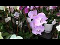 Belleza de Orquídeas en la Tienda de Wegman 😍🤩😻