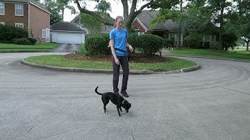 Basics of Teaching a Marker Word "yes" or Clicker