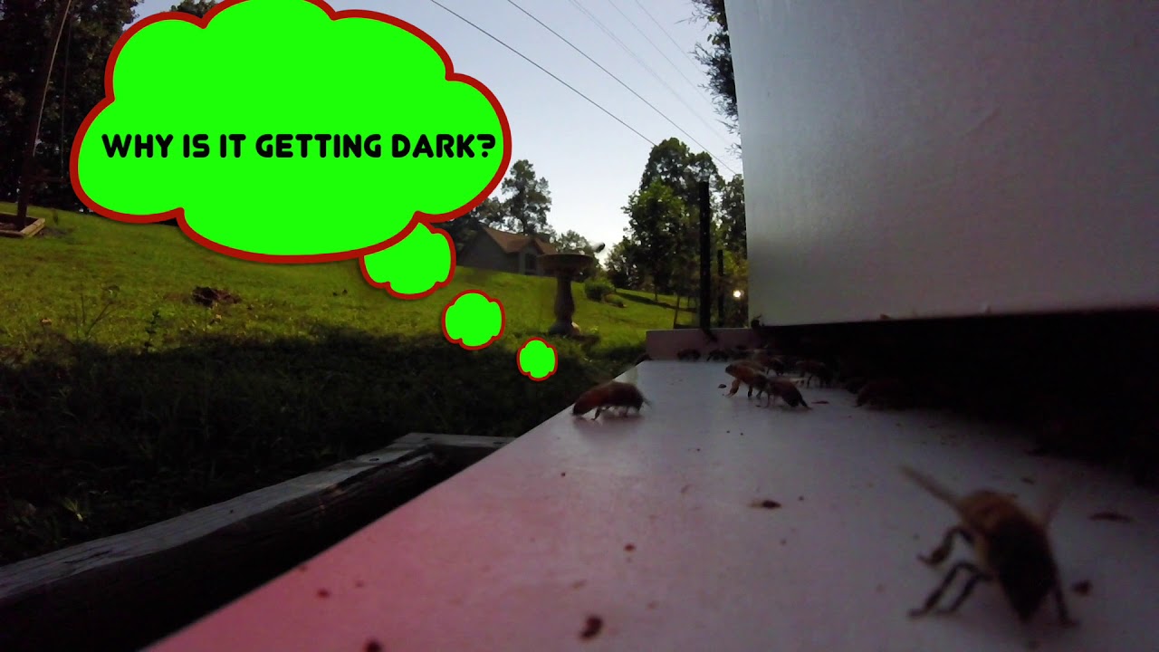 Gopro Bee Eclipse , a GoPro and Honey Bees. - YouTube