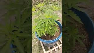 6 Weeks