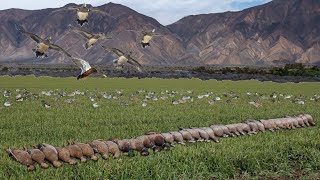 UNREAL ARIZONA DESERT DUCK HUNT!! (5 LIMITS, NONSTOP BIRDS DECOYING PERFECTLY)