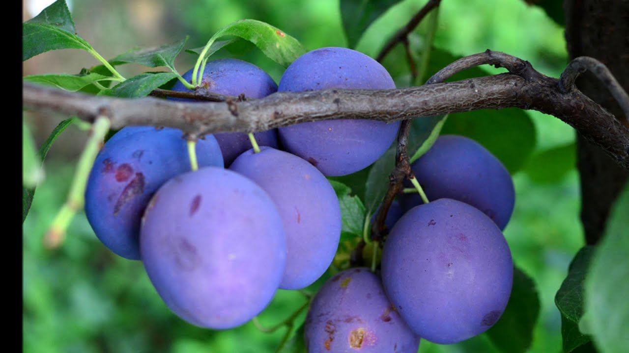 Domina Promovare ProteinÄ Cine Cauta Prune Pentru Tuica Pkdchudautu Com