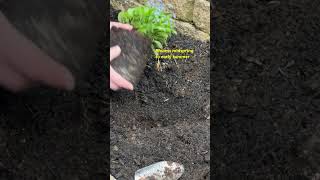 Planting Forget Me Not Flower  At Home   shorts