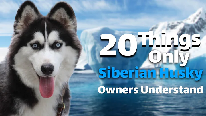 20Things Only Siberian Husky Owners Understand - DayDayNews