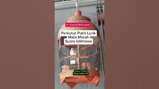 Perkutut putih lurik manggung suara besar istimewa