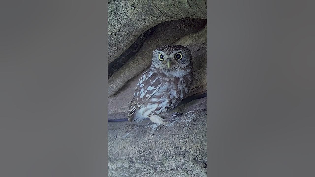 Is this the love call of a little owl? 🦉 YouTube