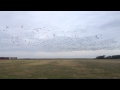 Barnacle Geese, Knävågen, Skanör, October 5, 2012