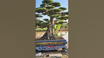 Mời các bác ngắm cây sáng cùng nhà vườn Phong Sơn #nhavuonphongson