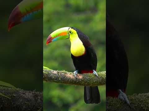 الطوقان هو جنس من الطيور يتبع الفصيلة الطوقانية من رتبة نقاريات الشكل طائر الطوقان الطوقان