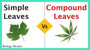 Simple Leaves Vs Compound Leaves - Definition, Types, Diagrams & Comparison Chart