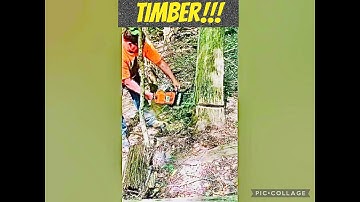 FIREWOOD | Mike attempts to fell hung up black locust tree
