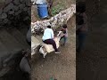 ماتحمل الحمار 