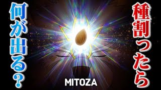 【Mitoza】種から始まるストーリー