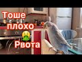 РВОТА У ПОПУГАЯ || МОЙ ПОПУГАЙ ТОША РЫГАЕТ