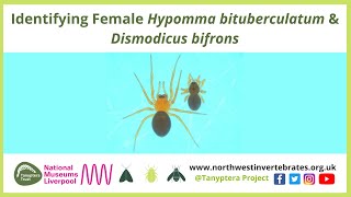 Identifying Female Spiders Hypomma bituberculatum &amp; Dismodicus bifron