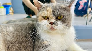 Mommy Cat Feeding Hungry | Cat Eating Pate ASMR | Cat Food ASMR | Lisa the Cat by Lisa the Cat 118 views 1 month ago 4 minutes, 6 seconds