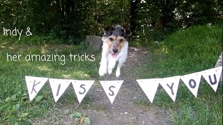 Parson Russell terrier Indy ~ 10 months ♡ by Indy PRT 476 views 3 years ago 3 minutes, 7 seconds