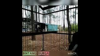 Kacer BINTANG SURGA on fire 🔥🔥🔥