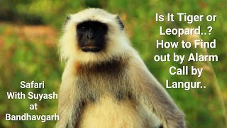 Tiger or Leopard, how to find out by Alarm Calls by Langur explanation by @SuyashKeshariOfficial