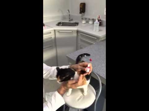 Vídeo: Como aplicar uma medicação tópica ao seu gato