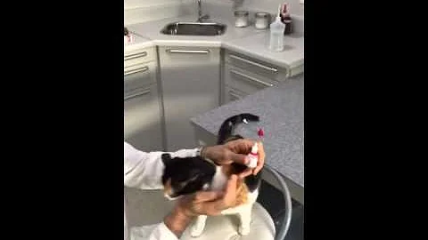 Como passar pomada no olho do gato?