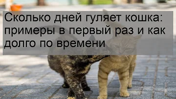 Сколько дней гуляет кошка без кота