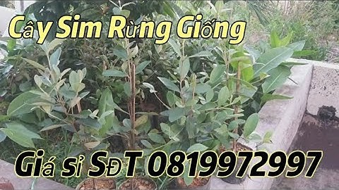 Sỉ lẻ cây sim rừng thuần chậu/sim giống toàn quốc/lh 0819972997