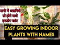 Top 15 indoor plant grow in watergardening with sima  vlogs      
