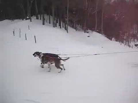 Skijor - Cross Country Skiing with dogs