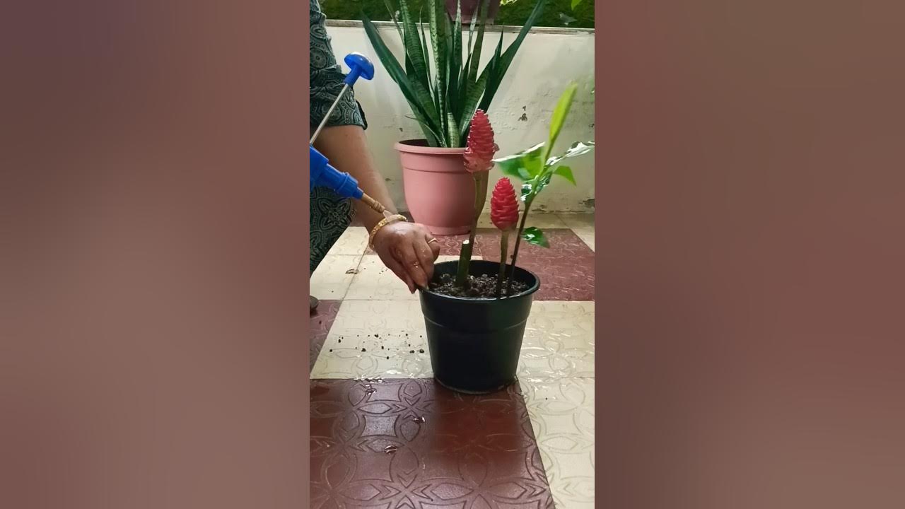 Easy way to propagate shampoo ginger plant plantcare gardening naturalshampoo YouTube