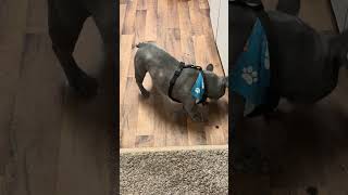 My Frenchie is playing with his food #shorts #dog
